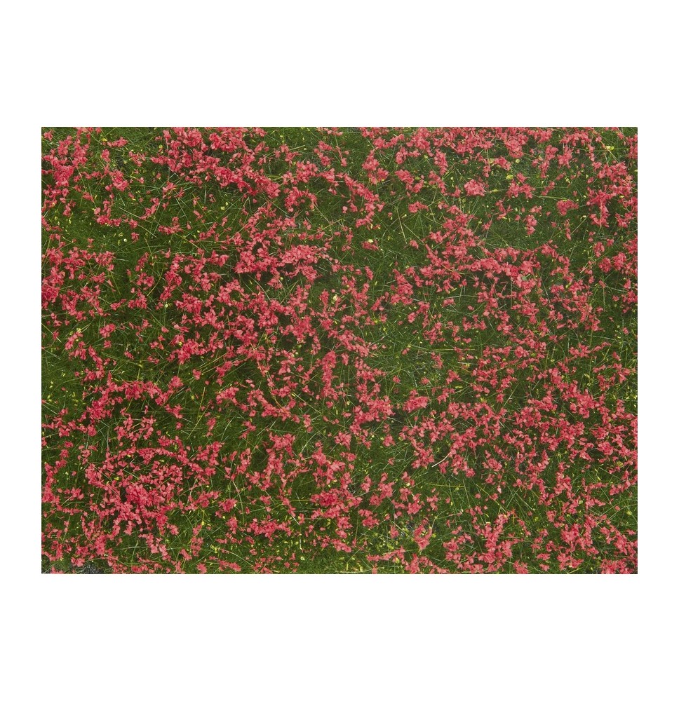 Bodendecker-Foliage Wiese rot