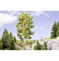 Doppelstämmige Birke