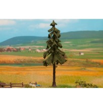 Hochstamm-Wetterfichte