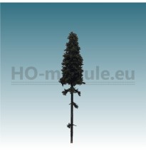 Fichte mit langem Stamm 140-160 mm