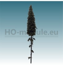 Fichte mit langem Stamm 180-220 mm