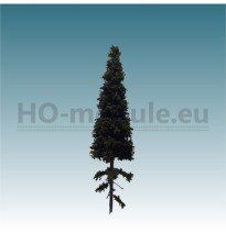 Fichte mit kurzem Stamm 140-160 mm