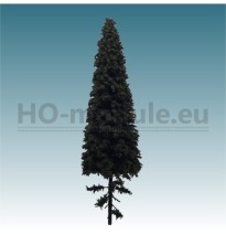 Fichte mit kurzem Stamm 180-220 mm