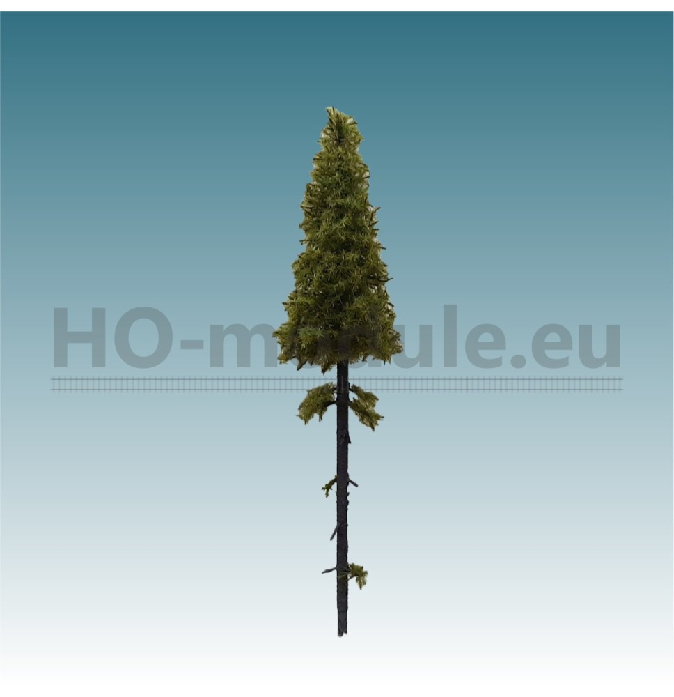 Lärche mit langem Stamm 140-160 mm