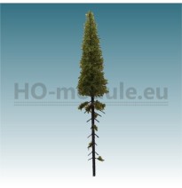 Lärche mit langem Stamm 180-220 mm