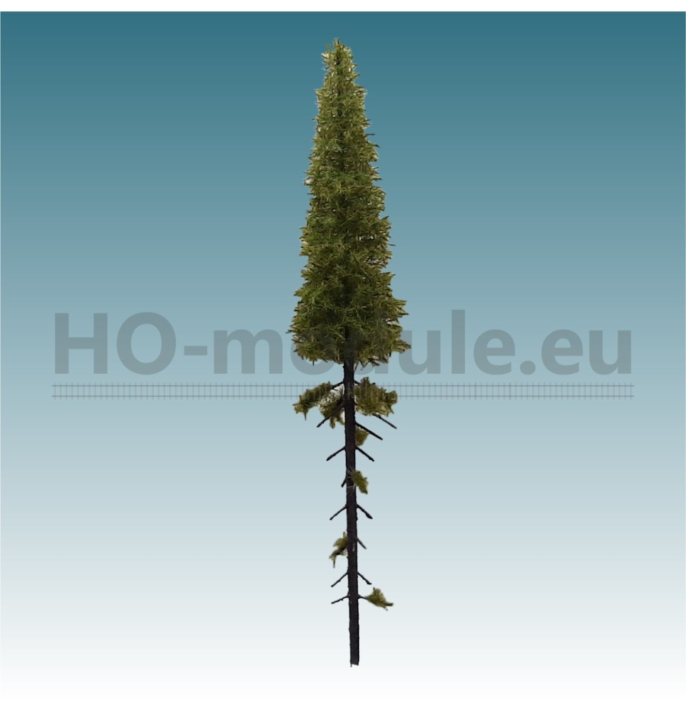 Lärche mit langem Stamm 180-220 mm