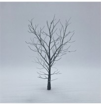 Baum-Skelett – Buche 120 mm