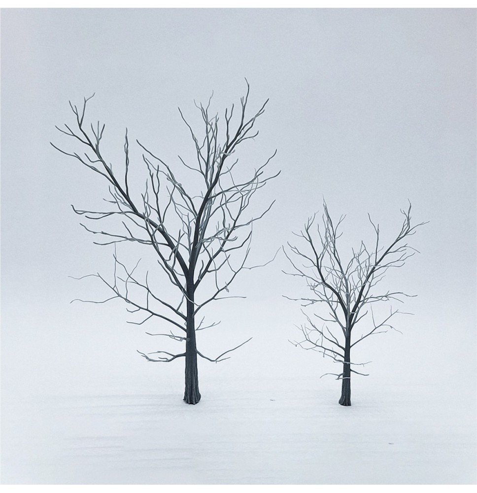 Baum-Skelett – Buche 120 und 80 mm