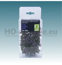 Blütenbüschel – lila