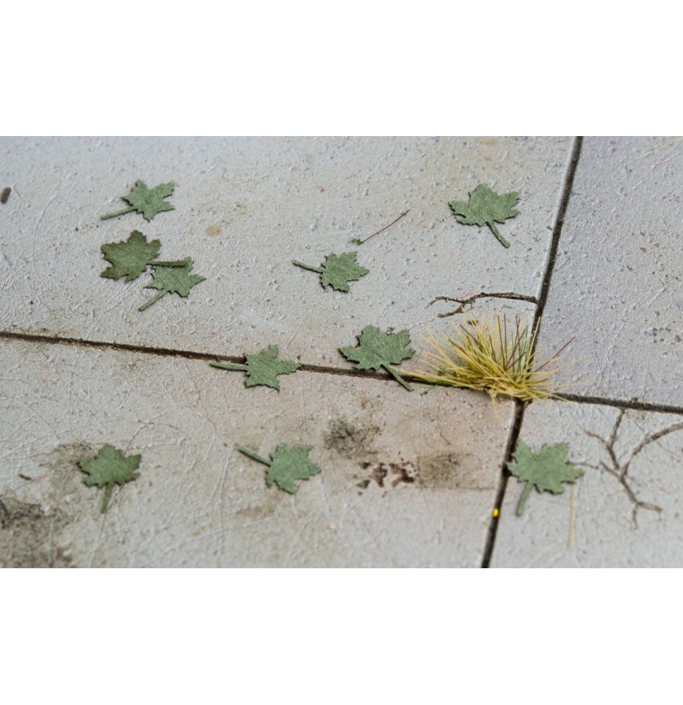 Baumblätter – Ahorn – grün