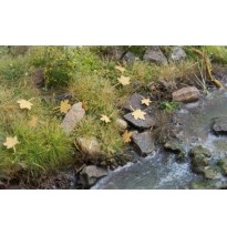 Baumblätter – Ahorn – zusätzliche Farben