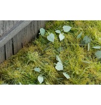 Baumblätter – Linde – grün