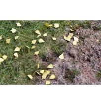 Baumblätter – Birke – trocken