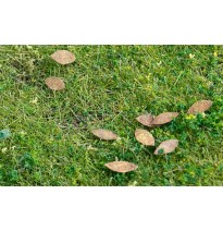 Baumblätter – universal – zusätzliche Farben