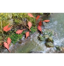 Baumblätter – Eiche rot – Herbst