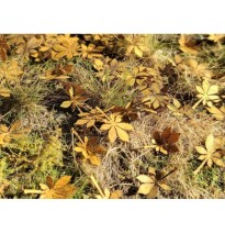 Baumblätter – Kastanie – trocken