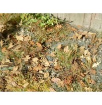 Baumblätter – Europäischer Mix