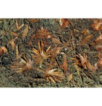 Baumblätter – Dschungel-Mix – trocken