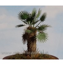 Baumblätter – Palmblätter – trocken II