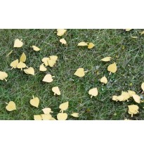 Baumblätter – Linde – trocken