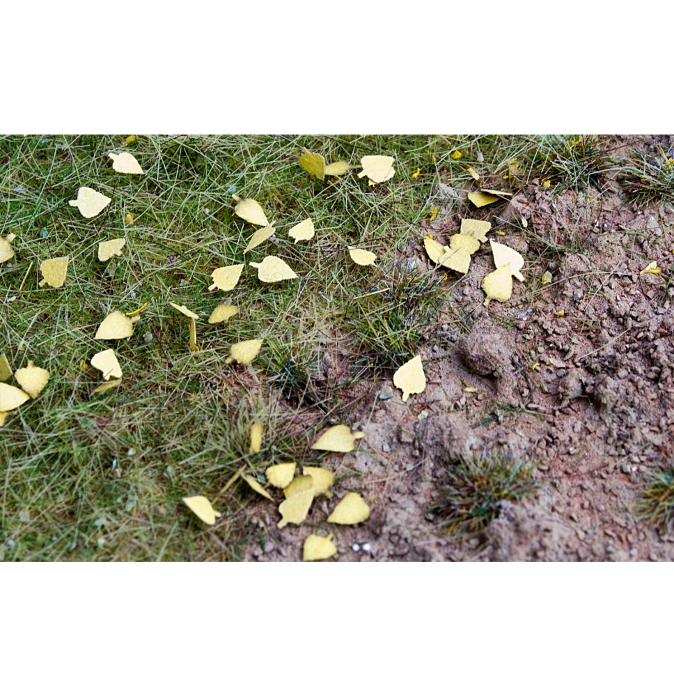 Baumblätter – Birke – trocken