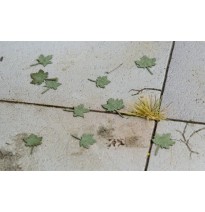 Baumblätter – Ahorn – grün