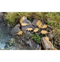 Baumblätter – Eiche – trocken