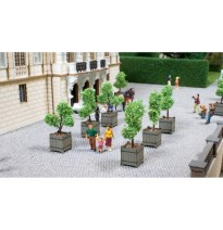 Zierbäume in Kübeln